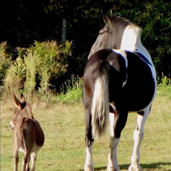 Meet your Posher, Janet - Picture 2 of 2